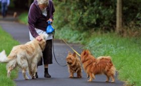 Выявлена связь между наличием собаки и развитием старческой деменции