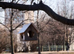 Скворцы вернулись в Москву раньше обычного