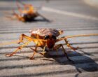 Ученые решили сделать из тараканов киборгов и использовать на Марсе