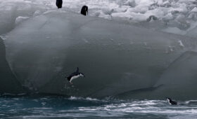 Падение уровня морского льда в Антарктике названо серьезной проблемой